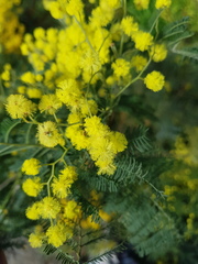 Acacia dealbata