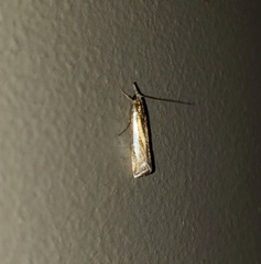 Crambus praefectellus