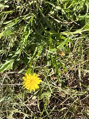 Scorzoneroides autumnalis