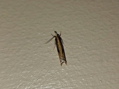 Crambus praefectellus