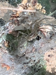 Agelena labyrinthica