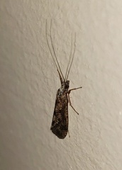 Trichoptera