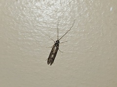Trichoptera