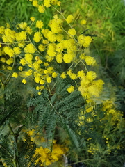Acacia dealbata