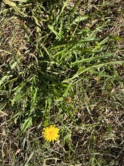 Scorzoneroides autumnalis