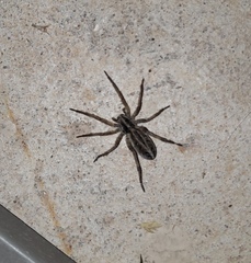 Lycosinae