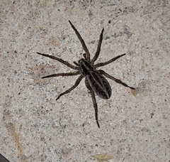 Lycosinae
