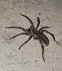 Lycosinae