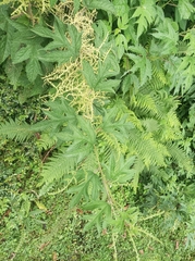 Girardinia diversifolia