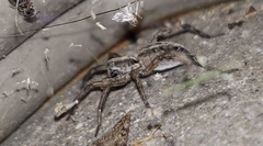 Lycosinae
