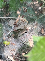 Agelena labyrinthica