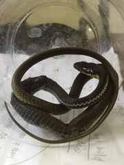 Dendrelaphis philippinensis