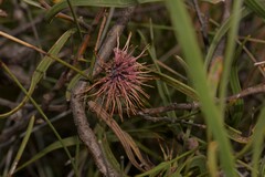 Hakea pycnoneura
