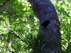 Ptiloris victoriae
