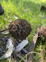 Morchella