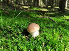 Gomphidius glutinosus