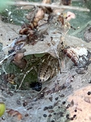 Agelena labyrinthica