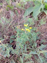 Medicago falcata