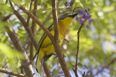 Malaconotus blanchoti