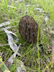 Morchella