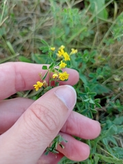 Medicago falcata