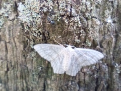 Chloropteryx opalaria