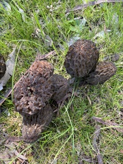 Morchella