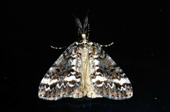 Pseudocoremia leucelaea