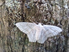 Chloropteryx opalaria