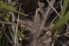 Hakea pycnoneura