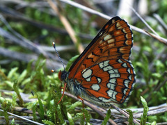 Euphydryas maturna