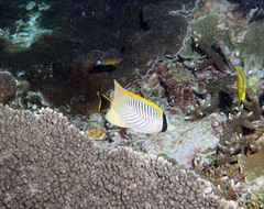 Chaetodon trifascialis