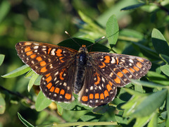 Euphydryas maturna