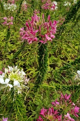 Cleome