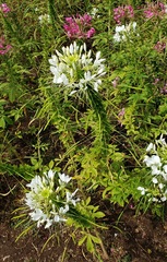 Cleome