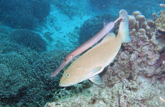 Plectropomus leopardus