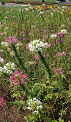 Cleome