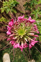 Cleome