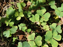 Oxalis acetosella