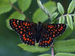 Euphydryas maturna