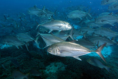 Caranx sexfasciatus