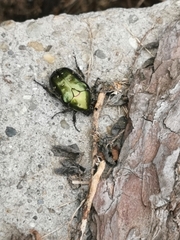 Protaetia cuprea