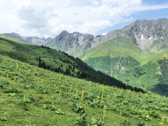 Gentiana lutea