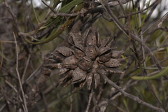 Hakea pycnoneura