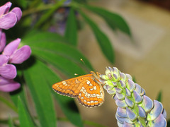 Euphydryas maturna