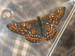 Euphydryas maturna