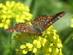 Euphydryas maturna