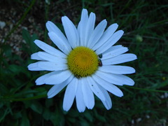 Leucanthemum heterophyllum