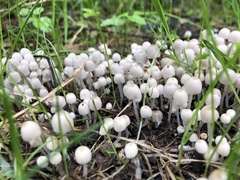 Coprinellus disseminatus