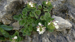 Teucrium pyrenaicum